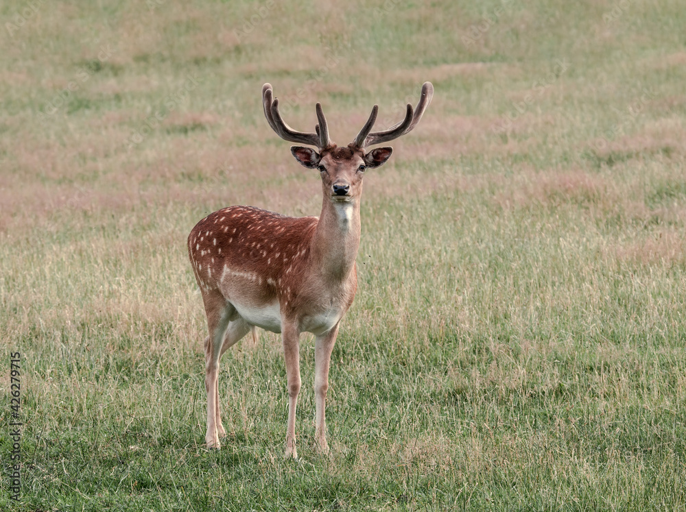 The Fallow Deer (Dama dama) in Poland The Fallow Deer (Dama dama) in Poland