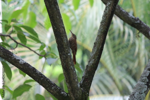 Pajaro en rama