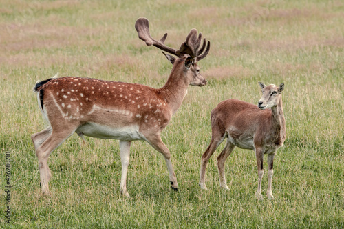 Fallow Deer  Dama dama  and Mouflon  Ovis orientalis  in farm  Poland