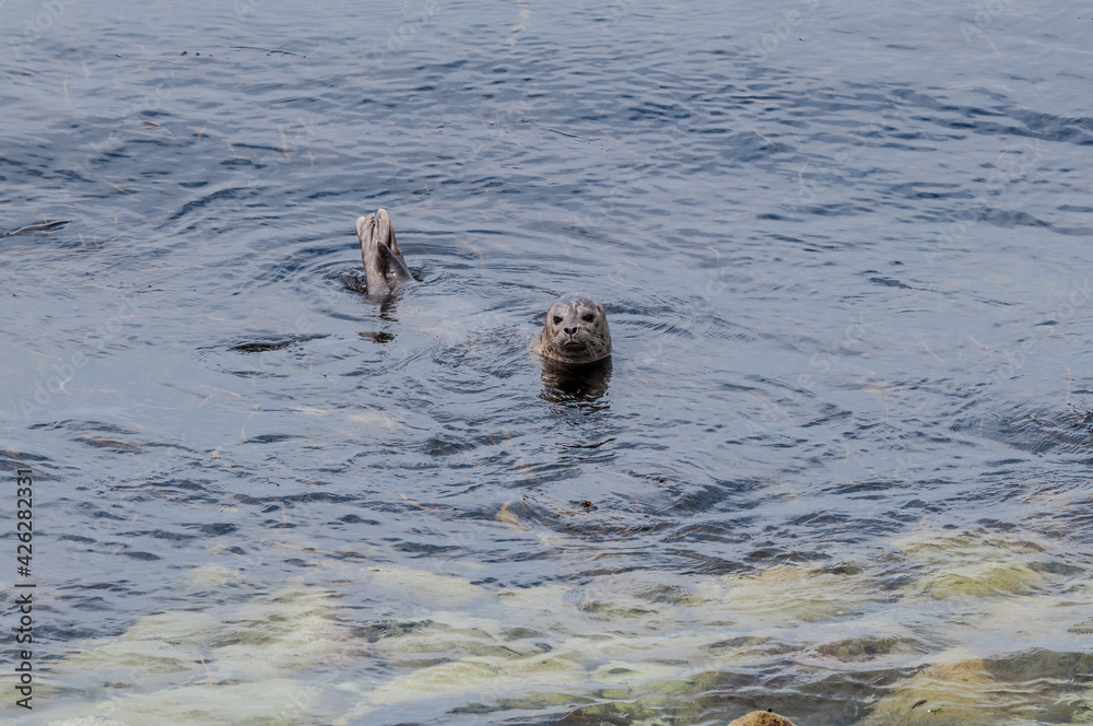Fototapeta premium Common Seal (Phoca vitulina) at Chowiet Island, Semidi Islands, Alaska, USA