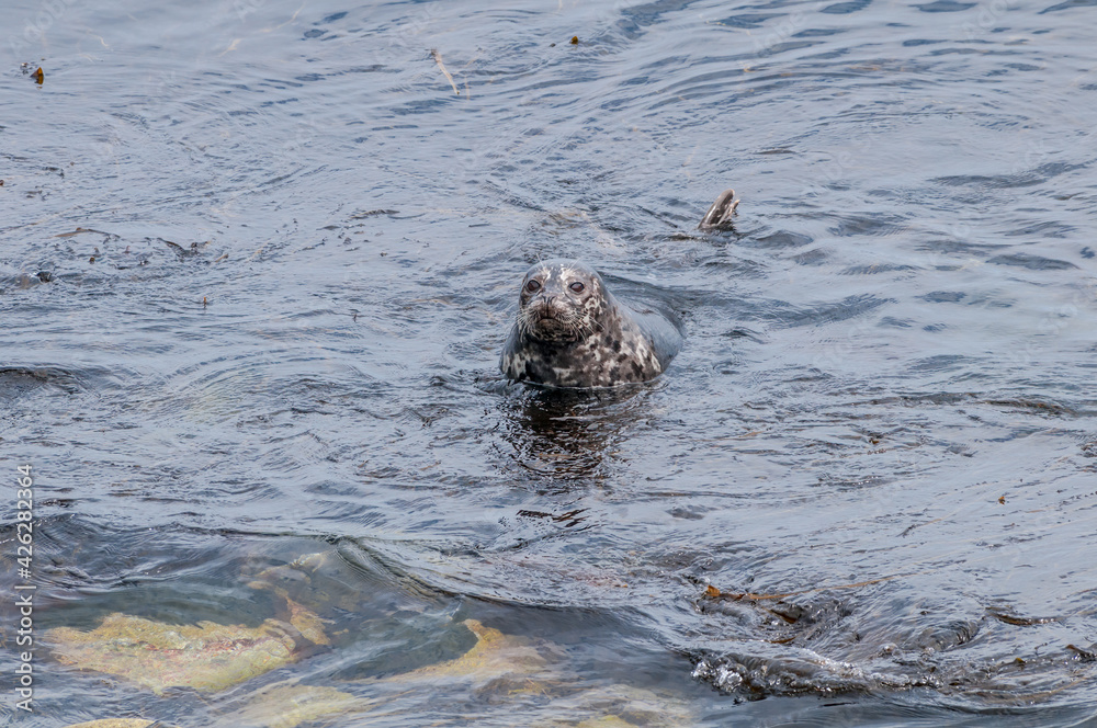 Fototapeta premium Common Seal (Phoca vitulina) at Chowiet Island, Semidi Islands, Alaska, USA