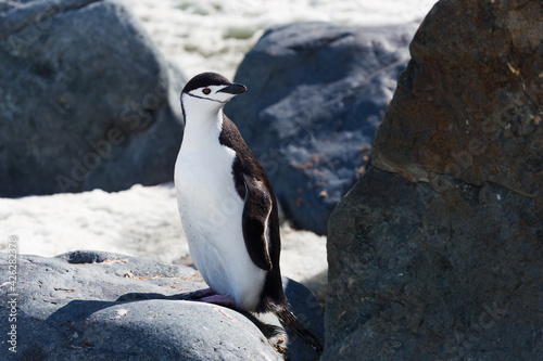 One single portrait of antarctica chinstrap penguin standing. © Viktoria