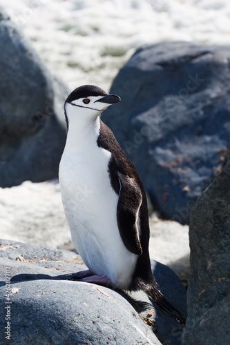 One single portrait of antarctica chinstrap penguin standing. Vertical photo.