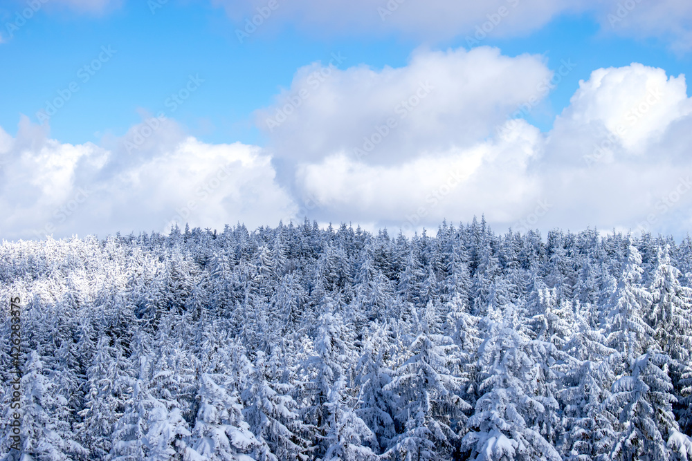 Las widziany z góry w słoneczny dzień zimą - obrazy, fototapety, plakaty 