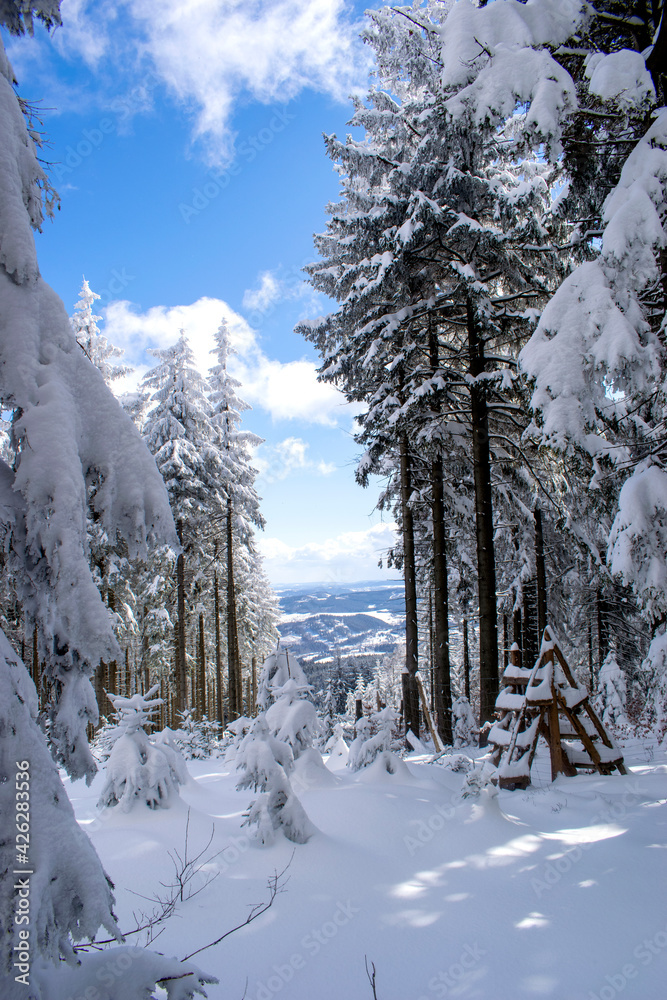 Widok w lesie zimą w piękny słoneczny dzień, góry w tle - obrazy, fototapety, plakaty 