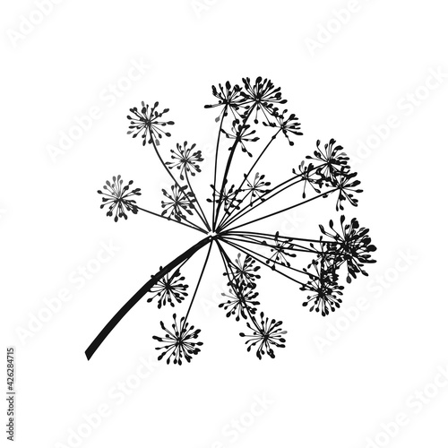 One gray vector branch of dill seeds is on a white background