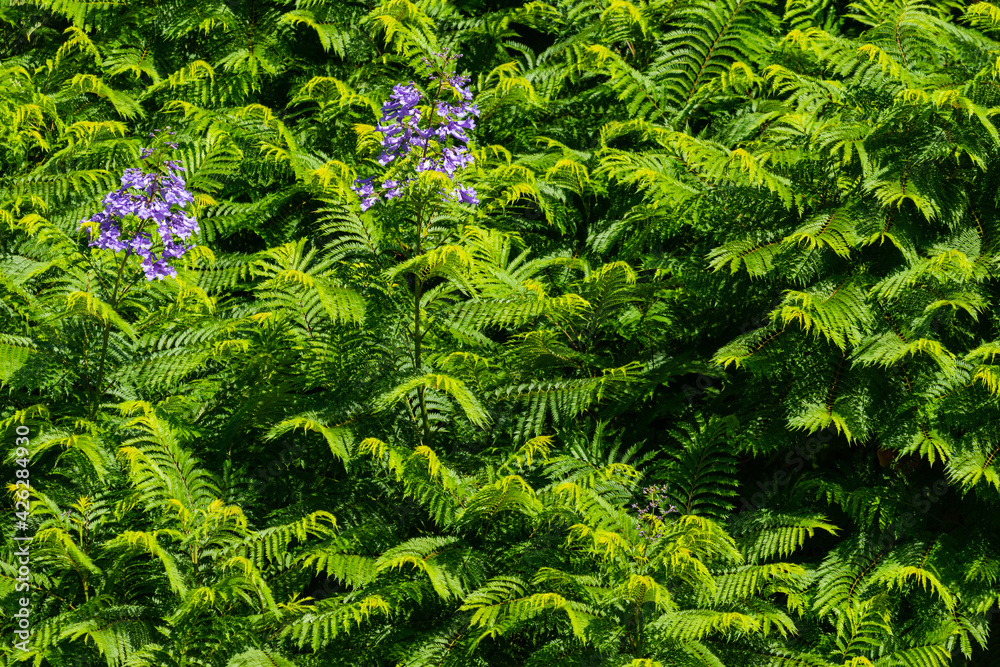 Purple acacia as natural background in city park