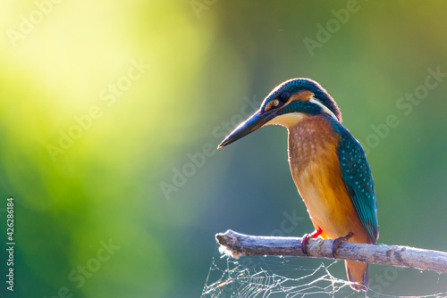 Common European Kingfisher or Alcedo atthis perched on a stick above the river and hunting for fish photo