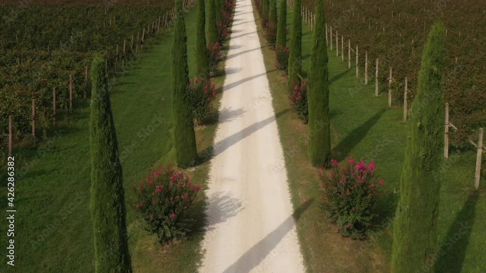 Slow flight over a gravel road between cypresses and vineyards. Classic Italian road top view. Flight over the road. Cypresses along the roads top view. Slow flight over a gravel road between cypresses and vineyards. Classic Italian road top view. Flight over the road. Cypresses along the roads top view.