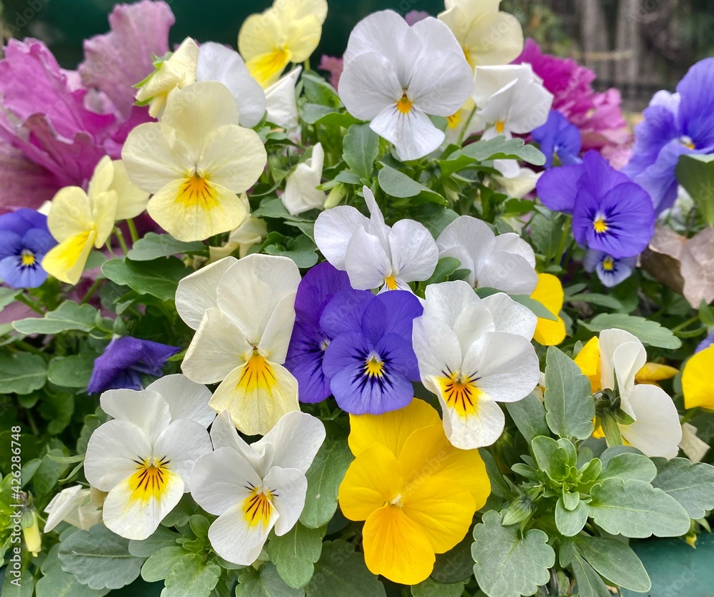 pansies of different colors in the garden pansies of different colors in the garden