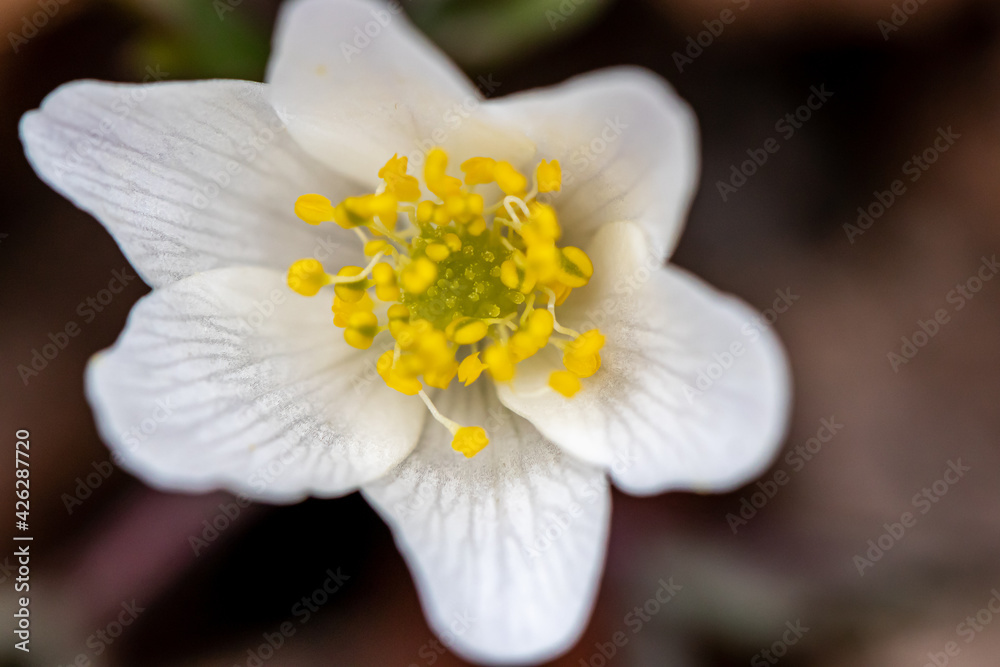 Isopyrum thalictroides plant growing in forest, close up Isopyrum thalictroides plant growing in forest, close up