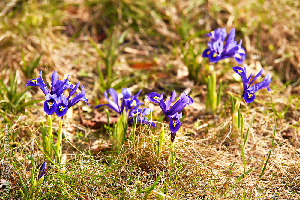 Snowdrops or Dream grass appears after snow melt. Spring first crocus flowers blooms