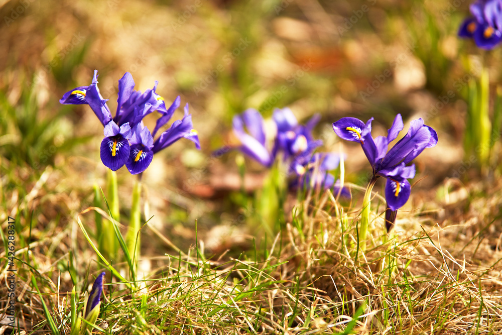 Spring first crocus flowers blooms in garden. Purple pulsatilla flowers close up blossom.