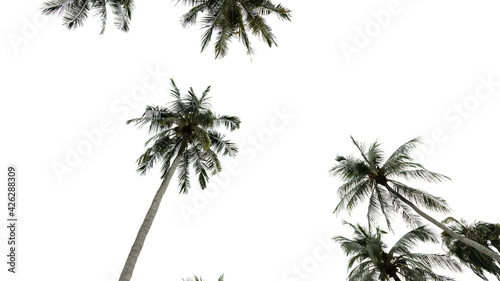 Coconut  palm trees Isolated tree on white background