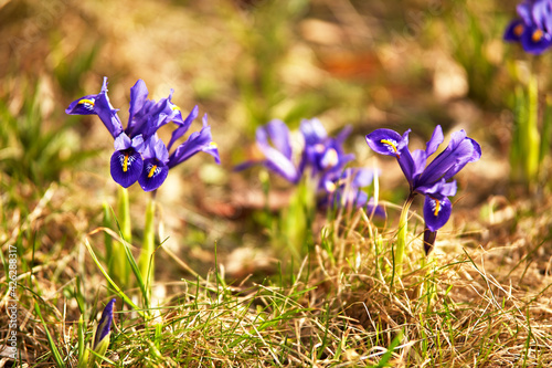 Obraz na płótnie Spring first crocus flowers blooms in garden. Purple pulsatilla flowers close up blossom. w salonie