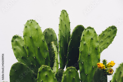 Cactus, Opuntia cochenillifera with flowers on white background with clipping path, Succulent, Cacti, Cactaceae, Tree, Drought tolerant plant. photo