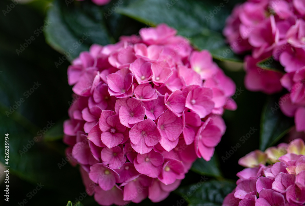 closeup of a beautiful pink hydrangea in garden closeup of a beautiful pink hydrangea in garden