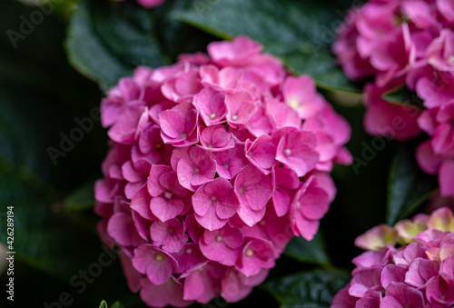  closeup of a beautiful pink hydrangea in garden