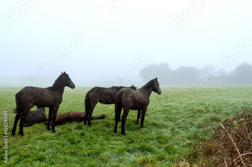 Horses on a green grass in a field  Fog in the background. Surreal atmosphere. Nature background.