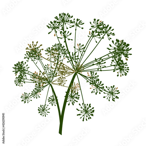 One green vector branch of dill seeds is on a white background