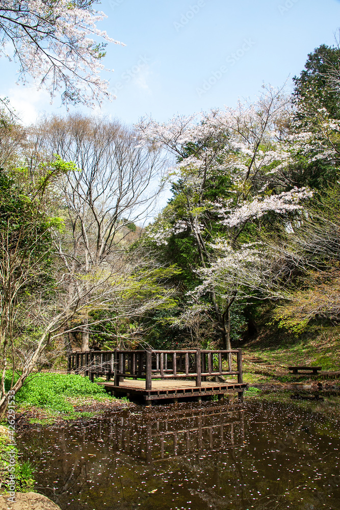 駿河平自然公園の桜を池の風景｜静かで清廉な環境で心が落ち着きます。
