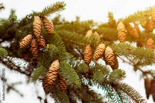 Fir tree with lots of pine cones at sunset, evergreen tree with pine cone seed pods in natural light, nature background concept

