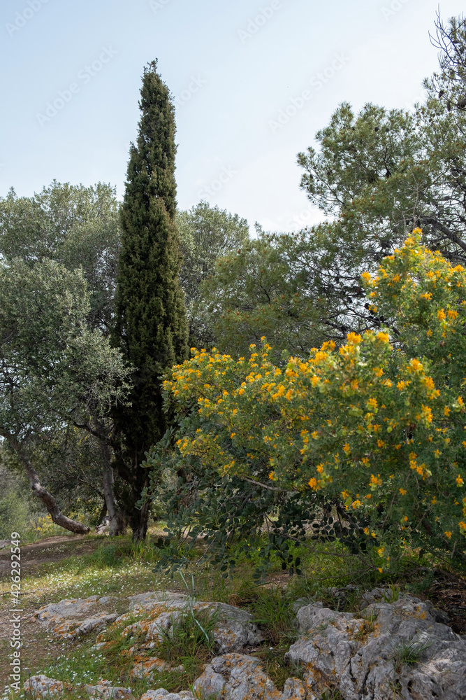 Naklejka premium Forest, spruce fir tree, nature background. Vertical.