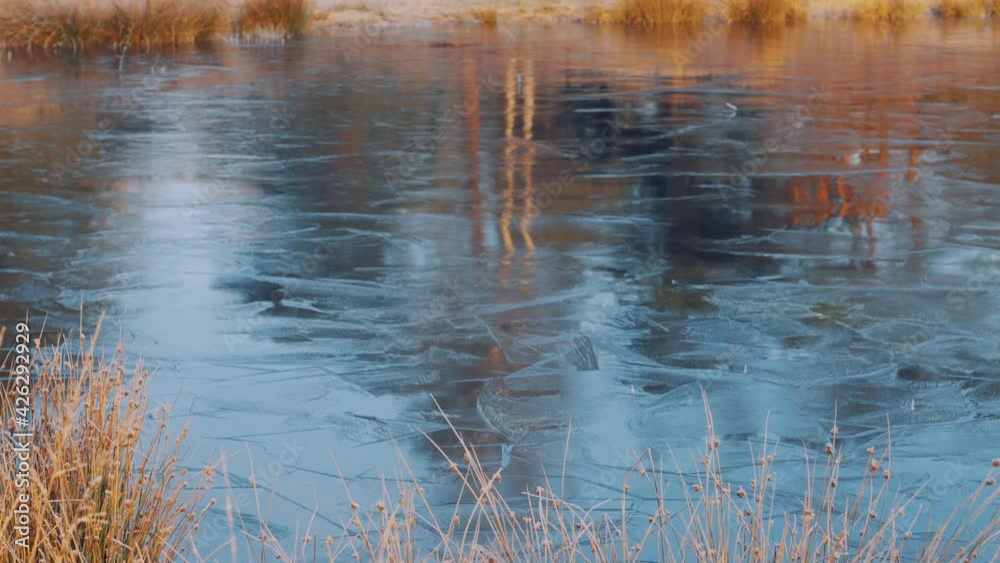 Transparent Frozen Lake With Tree Reflection At Forest Park During Winter. - Tilt-Up Shot Transparent Frozen Lake With Tree Reflection At Forest Park During Winter. - Tilt-Up Shot
