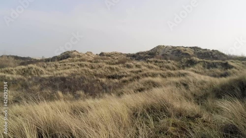 Aerial shot of Marram Dune Grass on a summer day at the Belgian coast photo