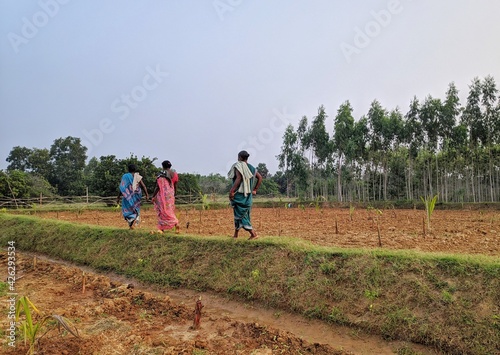 Group of Indian village woman farmers working in a paddy field during monsoon season in month of June