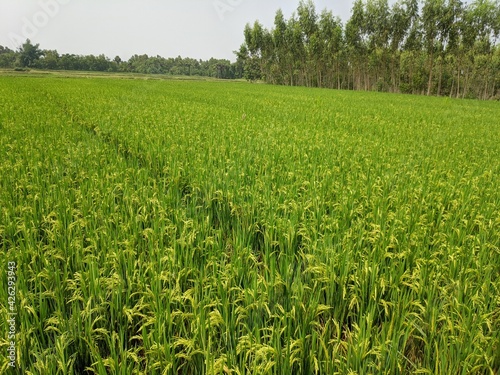 Rice field view with mountain and blue sky background