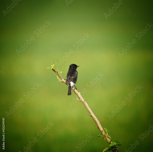 A male American Redstart sings out in the soft morning sun with a smooth green background.