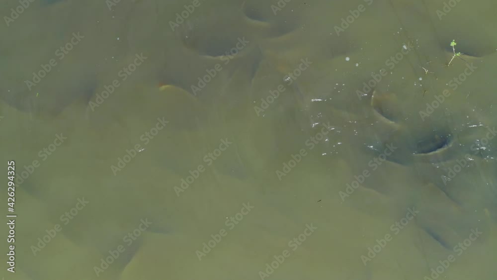 Aerial view of the carps and other fish on the fishpond of Crna Mlaka Aerial view of the carps and other fish on the fishpond of Crna Mlaka
