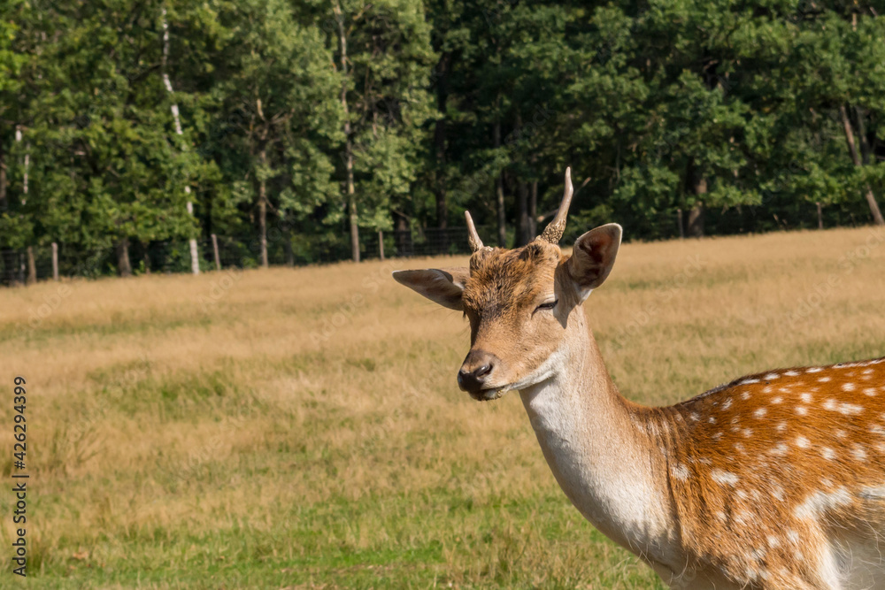 Ein neugieriger junger Damhirsch Ein neugieriger junger Damhirsch