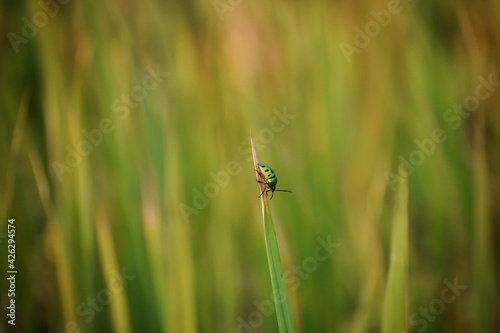 beautiful green and black striped bug hanging on tall grass © ravikanth