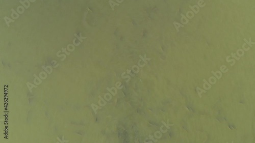 Aerial view of the carps and other fish on the fishpond of Crna Mlaka photo