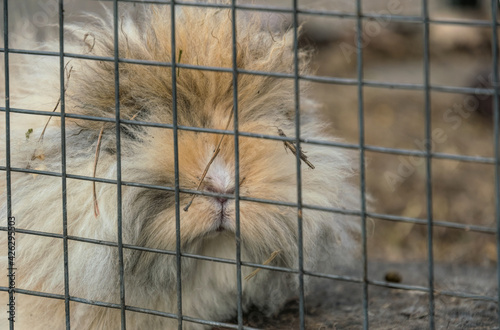 Ginger fluffy domestic rabbit in a cage. Rabbit fur farm