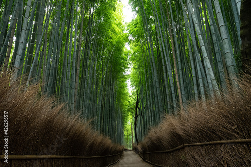 A bamboo path in Arashiyama  Kyoto  Japan.