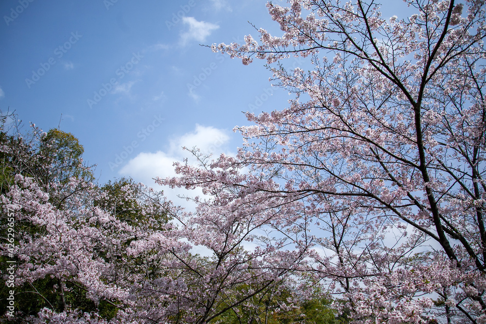 源氏山公園の桜、伊豆長岡｜小高い山の山頂広場に、伸び伸びと満開の桜が咲き誇っていました
