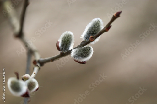 Pussy willow on the branch, catkins in spring forest close up