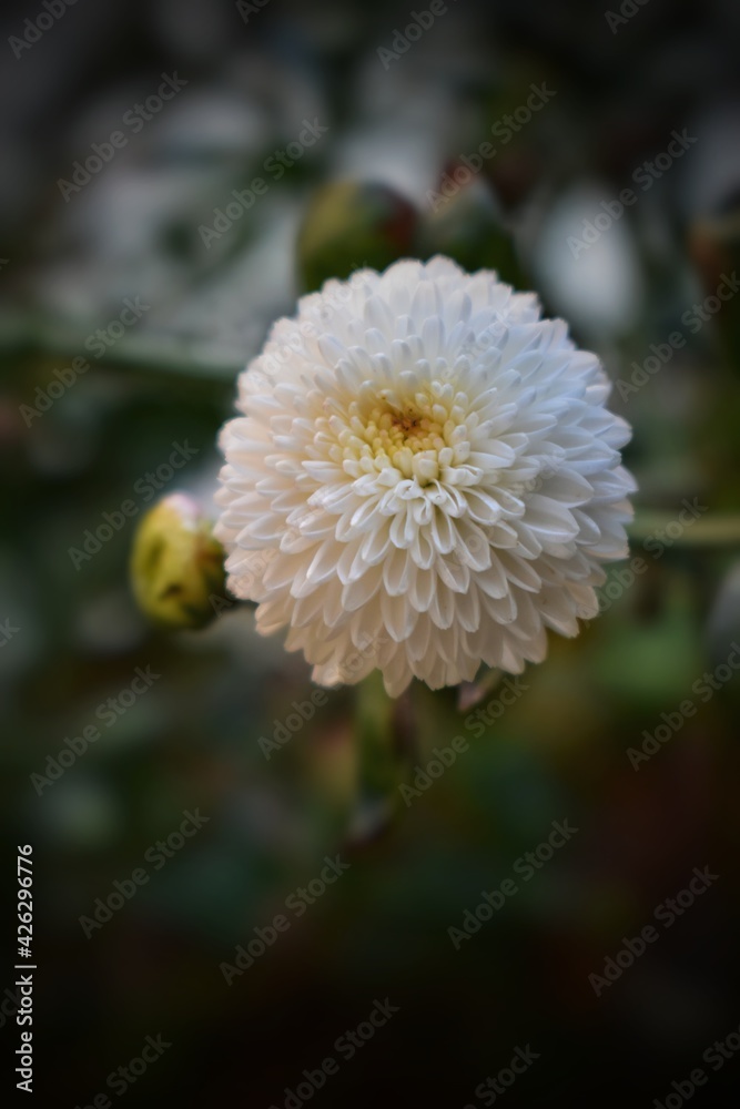 Flowers in the design of natural dark tones. The image is the art Flowers in the design of natural dark tones. The image is the art