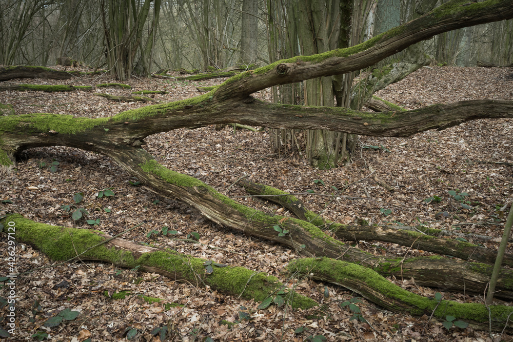 weathered tree in winter woodland weathered tree in winter woodland