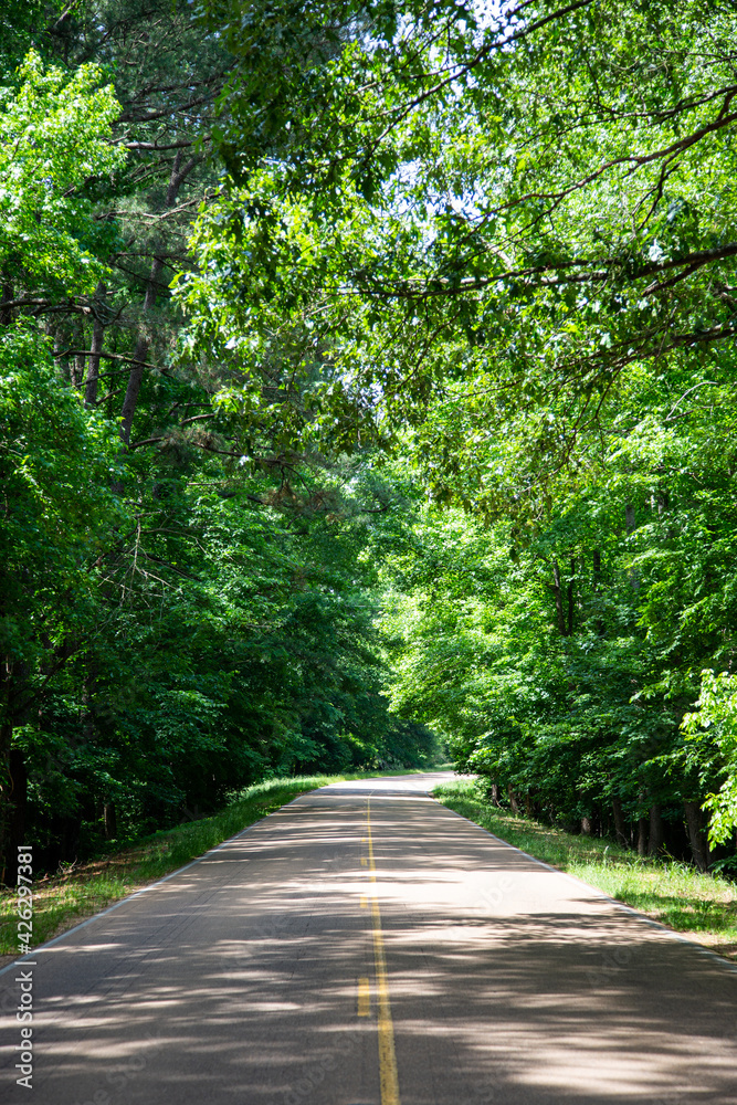 Rural tree-lined road in the United States Rural tree-lined road in the United States