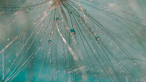 Close-up macro image of a dandelion seed showing beautiful delicate lace patterns of the plant with dew drops. Abstract background of dandelion seeds in delicate shades. Small depth of field.