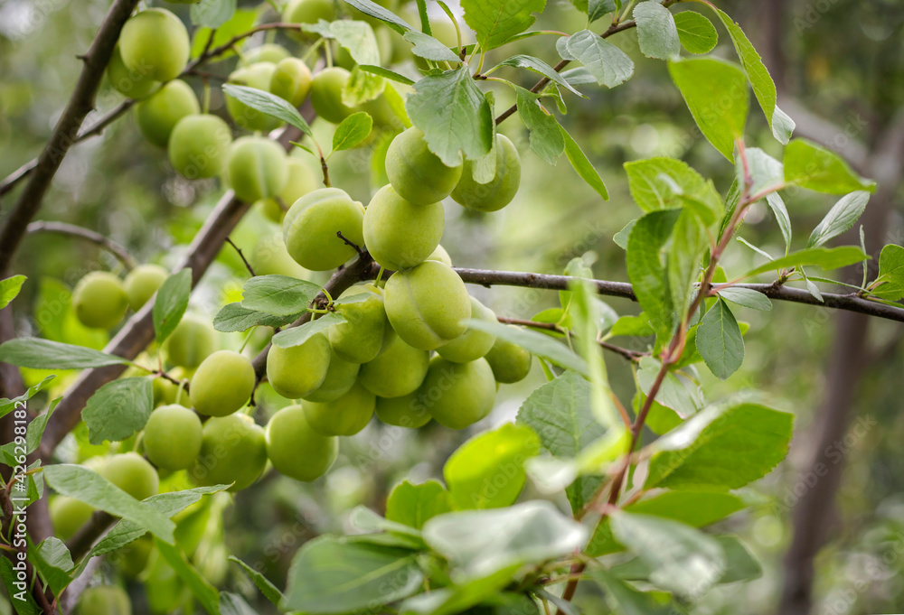 Unripe cherry plum fruits growing on a branch in the garden under natural light in the summer