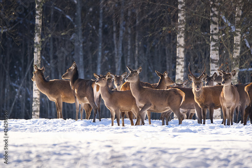 Reindeer herd, Red deer in the winter forest, national park. wildlife, nature conservation. Cervus elaphus on a cold winter day. Beautiful deer in its natural habitat in the winter forest, wildlife