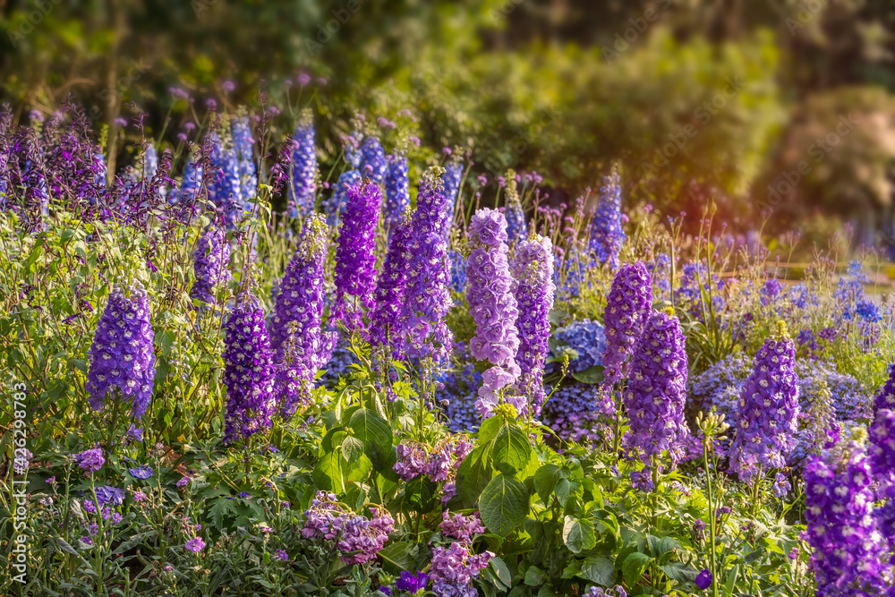 Obraz premium delphinium flowers blooming on blurred background.