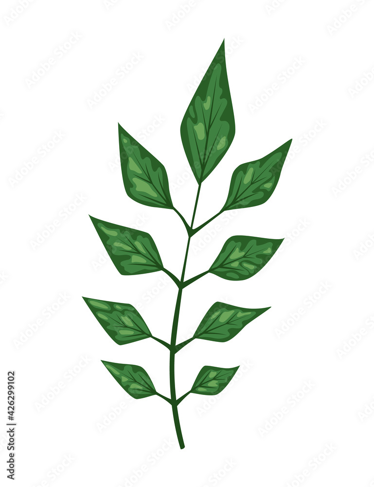Tropical abstract green isolated leaves. Botanical element for marketing cosmetics spa or beauty care products. Leaf of exotic plant