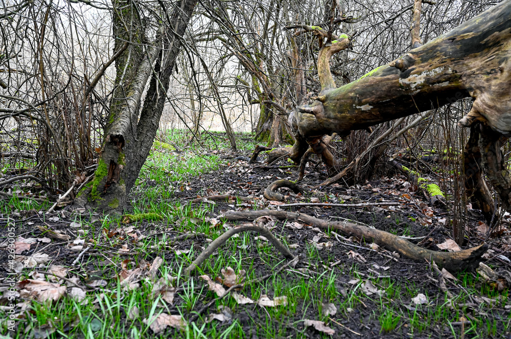 dead trees and living grass and moss