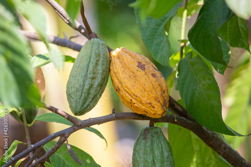 Close-up Cacao fruit on-farm trees grow in Thai gardens, beginning to turn yellow.